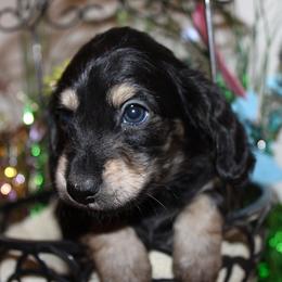 Girl 1 - Black and cream female Dachshund puppy in Craig, Colorado from Rocky Mountain Shih Tzus and Dry Creek Miniature Dachshunds