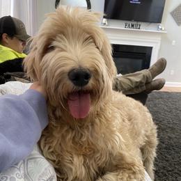 Zoey - Goldendoodle
