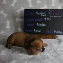 Jellybean (yellow collar) - Red female Dachshund puppy in Prospect, Oregon from Spunky Sausage Pups