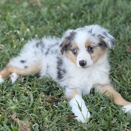 Blue Merle Male - Blue merle male Toy Australian Shepherd puppy in Brashear, Texas from Double R farms