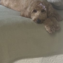 Belle - Goldendoodle