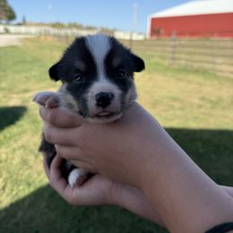 Dexter - Black and tan male American Corgi puppy in Oxford, Iowa from Burns Corgis