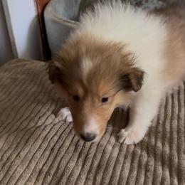 Igraine Maiden - Sable and white female Collie puppy in Malvern, Arkansas from Lost Acres Collies