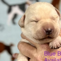 Buckwheat - Yellow Labrador Retriever puppy in Sandpoint, Idaho from Allen Sunnyside AKC Labs