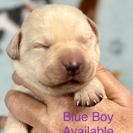 Buckwheat - Yellow Labrador Retriever puppy in Sandpoint, Idaho from Allen Sunnyside AKC Labs