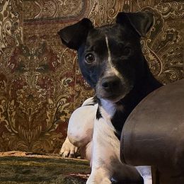 Jojo - Rat Terrier