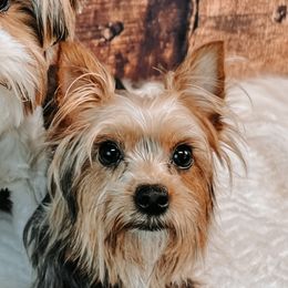 Roux - Yorkshire Terrier