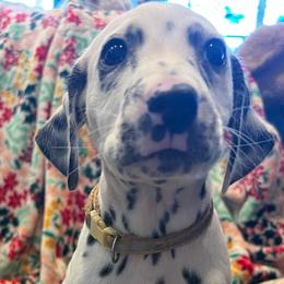 M and M - White and black female Dalmatian puppy in Austin, Texas from Dazzling Dalz