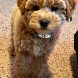 Poodle Puppies from Klaus Poodles