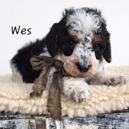 Wes - Black white and tan male Springerdoodle puppy in Fargo, North Dakota from Dakota SpringerDoodles