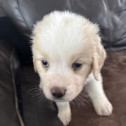 Red - White and brown female Saint Berdoodle puppy in Walbridge, Ohio from Jeff's St Berdoodles