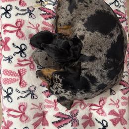 AKC -BRUNO -WHITE COLLAR - - Blue and tan male Dachshund puppy in Sacramento, California from Valentina's mini  AKC Dachshunds