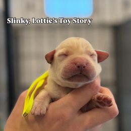 Slinky - Yellow male Labrador Retriever puppy in Owosso, Michigan from Bennington Retrievers