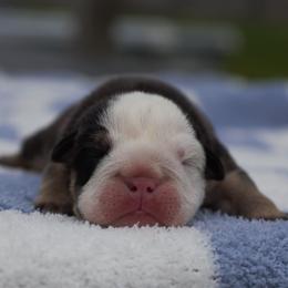 Chuckie - Black tri-color male Bulldog puppy in Warsaw, New York from Hillview Kennels
