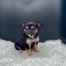 Huey - Black and tan male Chihuahua puppy in Simpsonville, South Carolina from N&T's Chihuahuas