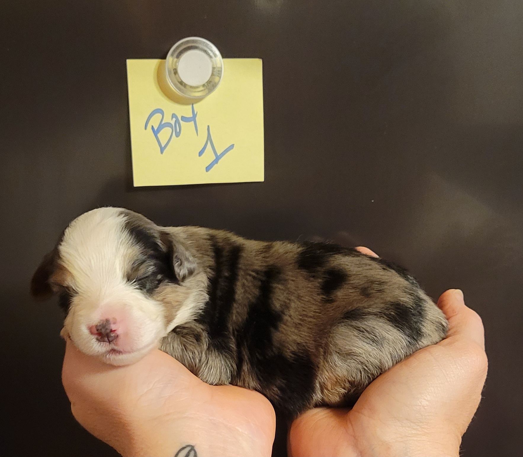 Miniature Australian Shepherd Puppies from TC Farms Stock Dogs