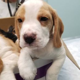 Beagle, Cardigan Welsh Corgi, and Pembroke Welsh Corgi Puppies from SM Corgis