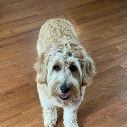 Isla - Goldendoodle