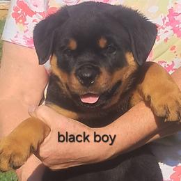 Boy 1 - Black and mahogany male Rottweiler puppy in De Witt, Iowa from Irish Eyes Kennels