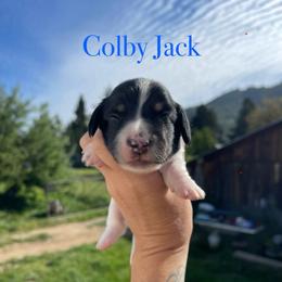 Colby Jack - Piebald male Dachshund puppy in Rogue River, Oregon from Bear Feet Dachshunds