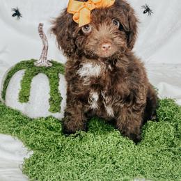Rouge - Brown and white female Cockapoo puppy in Otisville, Michigan from Danie’s Darling Doodles LLC