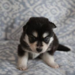 Pink Collar - Black and white female Pomsky puppy in St. Peters, Missouri from Saint Peters Pomskies