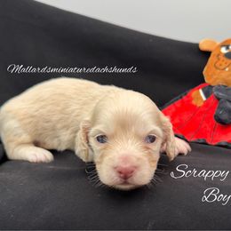 Scrappy Doo - Cream male Dachshund puppy in Montevallo, Alabama from Mallard's Miniature Dachshunds