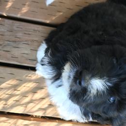 Aussiedoodle and Poodle Puppies from Arena Valley Acres LLC