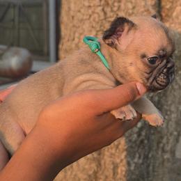 Teal Collar - Fawn female French Bulldog puppy in Tyler, Texas from Texas Top Notch Frechies
