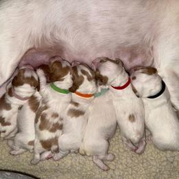 Girl 1 - White and orange female Brittany puppy in Northbrook, Illinois from Endellion Brittany’s