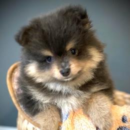 Finnick - Blue and tan male Pomeranian puppy in Foley, Alabama from Southern Gem's Pomeranian