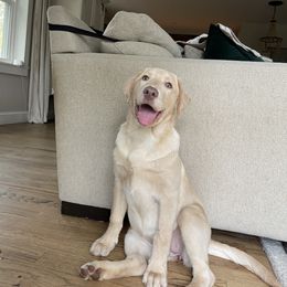 Dilute Retriever and Labrador Retriever Puppies from South Shore Labradors