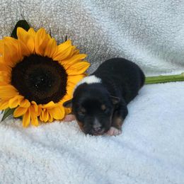 Micky - Black tri male Miniature Australian Shepherd puppy in Sandown, New Hampshire from Ashby Lou Aussies