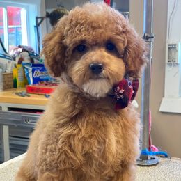 Poodles from Lark Lane Miniature Poodles