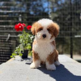 Bronco - Red  male Goldendoodle puppy in Roseburg, Oregon from Dbos Furry Friends