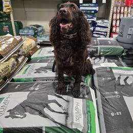 Boykin Spaniel, English Springer Spaniel, and Rat Terrier Puppies from 31 Pines Kennels