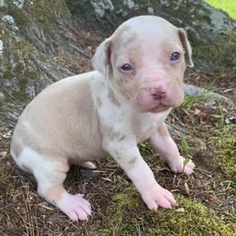 Green collar female - Red merle female Catahoula Leopard Dog puppy in Gadsden, Alabama from Rich Cat’s