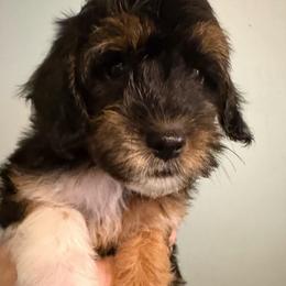 Sparkler - Phantom male Goldendoodle puppy in Longs, South Carolina from Mermaids Lair Doodles