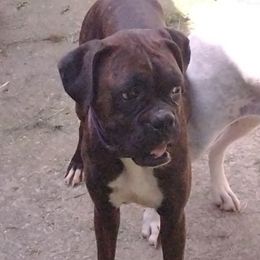 Tessa - Boxer