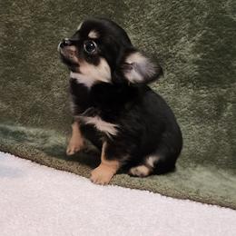 Dina - Black and tan female Chihuahua puppy in Chesapeake, Virginia from Elsbeth's Chihuahuas
