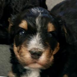 Kissy - Tri-color female Bernedoodle puppy in San Saba, Texas from Bluemoon Bernedoodles