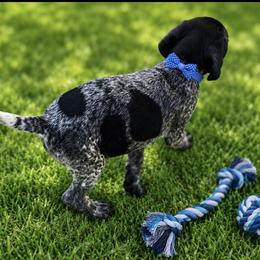 Puppy 1 blue collar available - Black roan male German Shorthaired Pointer puppy in Hardeman County, Tennessee from Howell Farm GSP