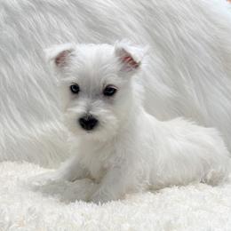 Sasha - White female West Highland White Terrier puppy in Bowling Green, Kentucky from Tiffany's Papillons