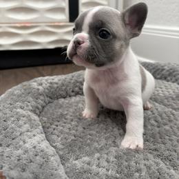 Willow - Blue fawn female French Bulldog puppy in New Braunfels, Texas from Grand Star Bulldogs