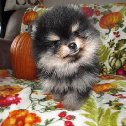 Oliver - Black and tan male Pomeranian puppy in Pembroke, Georgia from Triple P Babies/Pampered Pom Pom babies