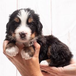 Blue Collar - 5000 - Black tan and white male Bernese Mountain Dog puppy in Collinsville, Texas from Berner Dynasty