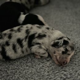 Australian Shepherd Puppies from Lil Rhody Blues Australian Shepherds