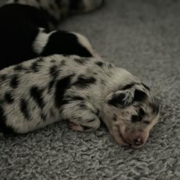 Australian Shepherd Puppies from Lil Rhody Blues Australian Shepherds