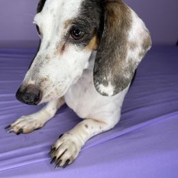 Daisy - Dachshund