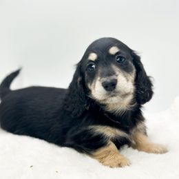 Girl 1 - Black and cream Dachshund puppy in Moses Lake, Washington from Evergreendox Dachshunds